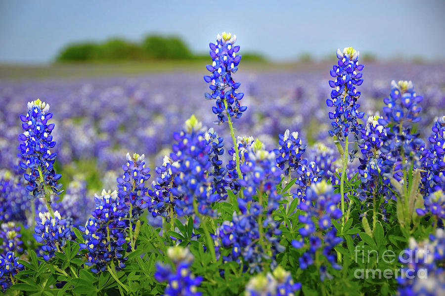 Spring Photograph - Texas Blue - Texas Bluebonnet wildflowers landscape flowers  by Jon Holiday