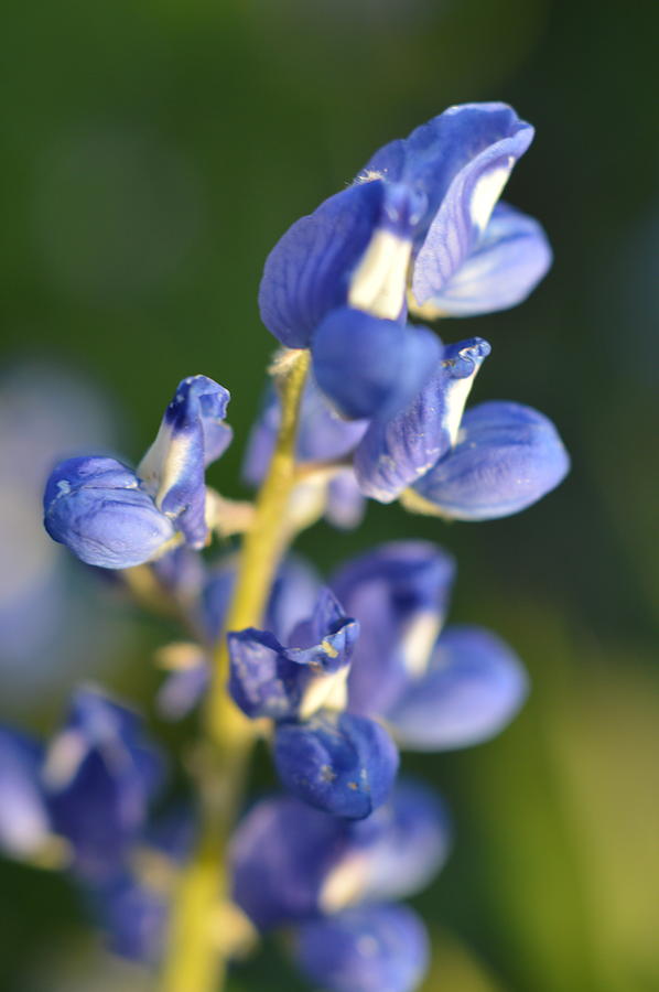 Flower Photograph - Texas Blue Bonnet Details 1 by Carolina Liechtenstein