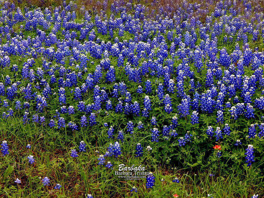 Texas Bluebonnets #0484 Photograph by Barbara Tristan