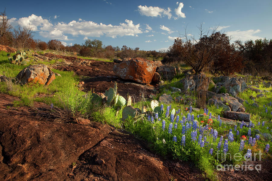 Texas Blue Bonnets and cactus Photograph by Keith Kapple