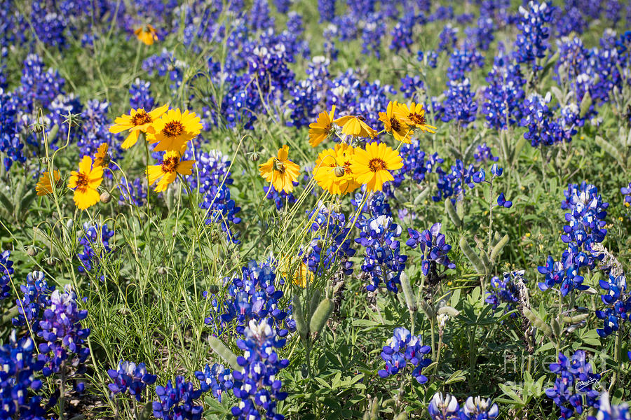 Texas Blue Bonnets Photograph by Imagery by Charly