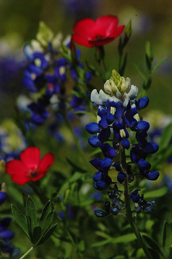 Texas Blue Bonnett Photograph by Lori Mellen-Pagliaro