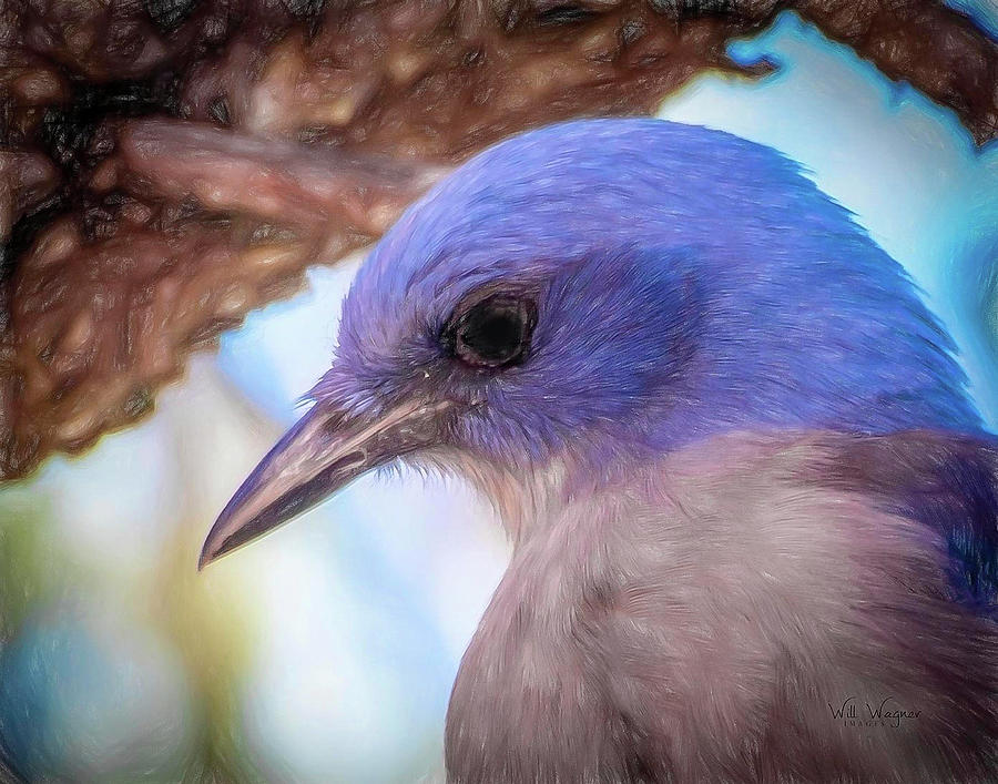 Texas Bluebird Photograph by Will Wagner