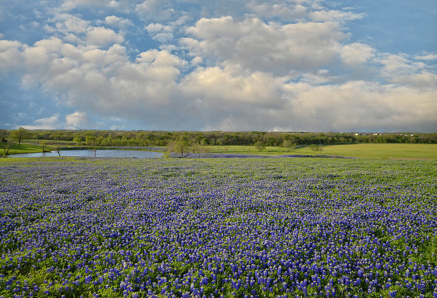 Flower Photograph - Texas Bluebonnet Bliss by Lynn Bauer