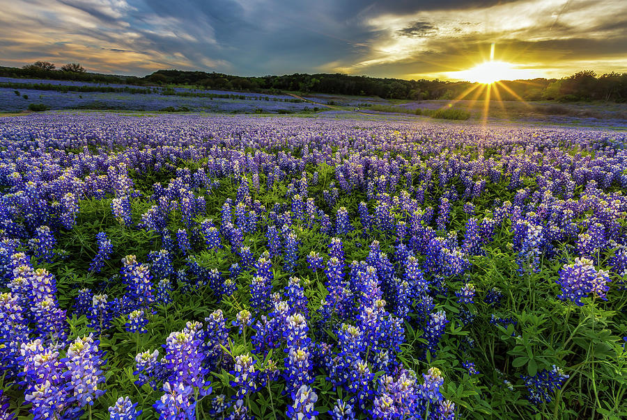 Texas bluebonnet field in sunset at Muleshoe Bend Recreation Are ...