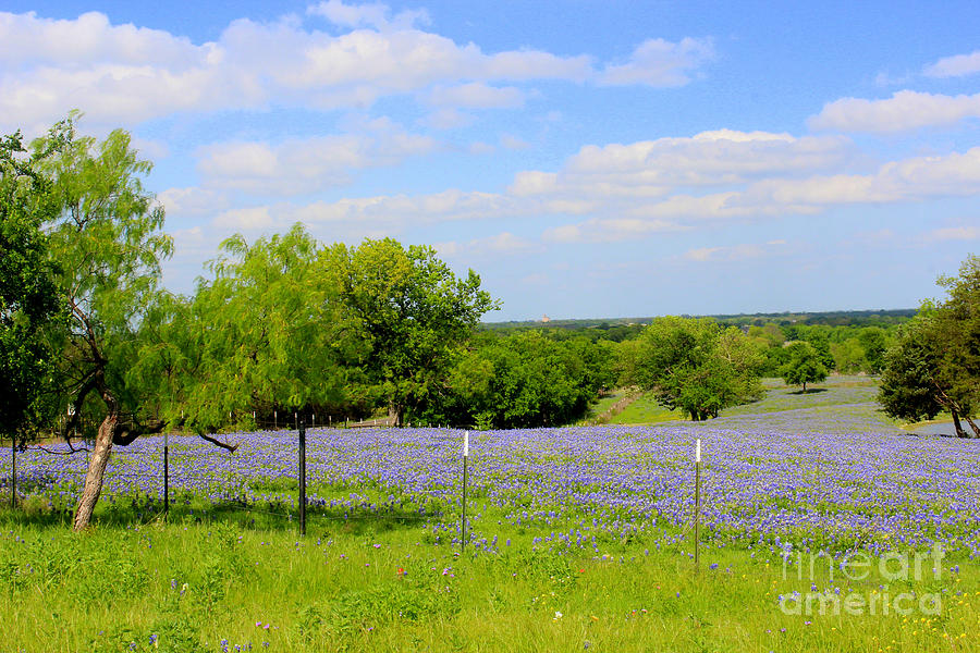 Texas Bluebonnet Field Photograph by Kathy White