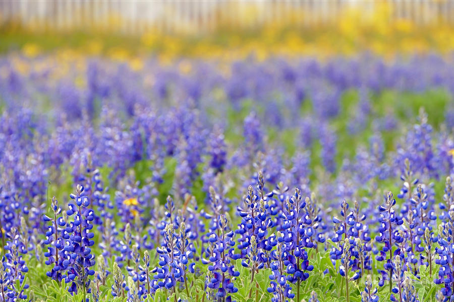 Texas Bluebonnet Field, Nacogdoches County Photograph by Catherine Sherman