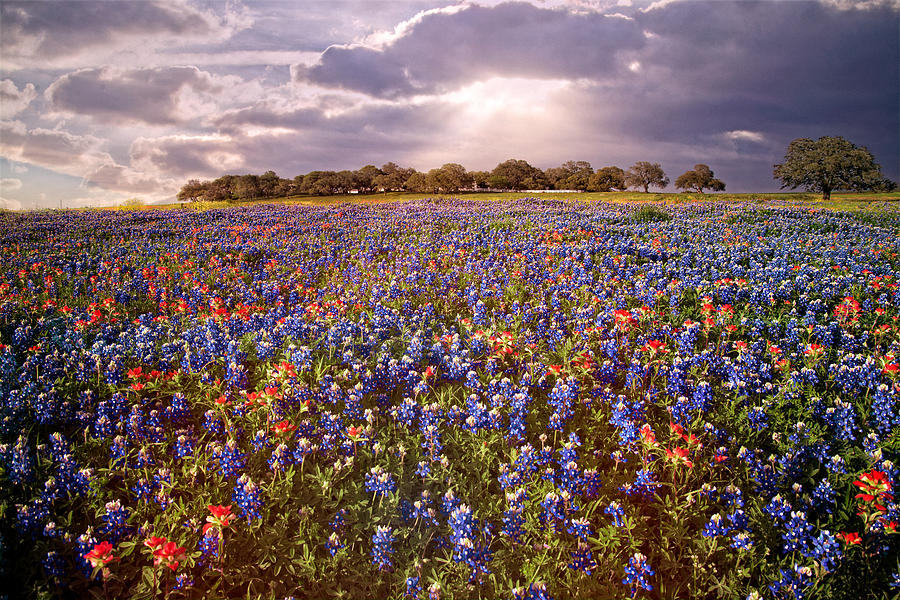 Sunset Photograph - Texas Bluebonnet Heaven by Lynn Bauer