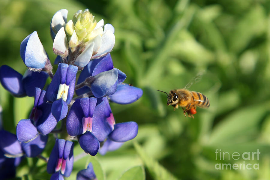 Bee Photograph - Texas Bluebonnet Maneuvers by N Faulkner Bee Photograph - Texas Bluebonnet Maneuvers by N Faulkner