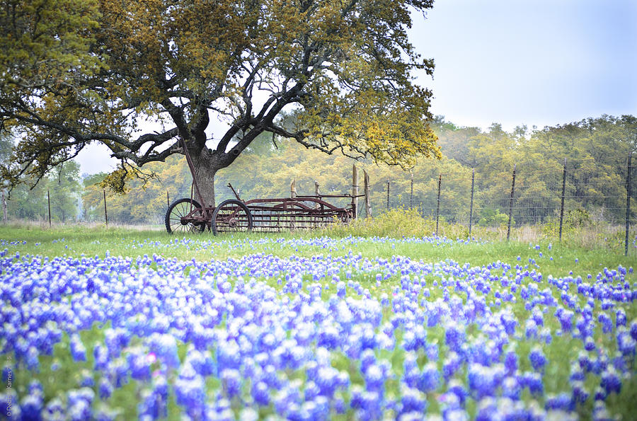 Texas Bluebonnet Morning Photograph by Debbie Karnes