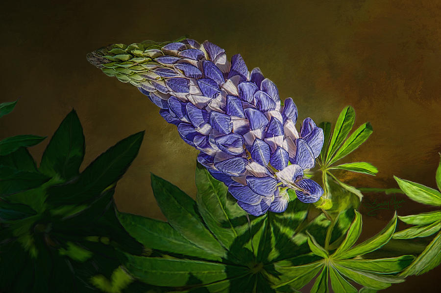 Flower Digital Art - Texas Bluebonnet by Sandy Oman