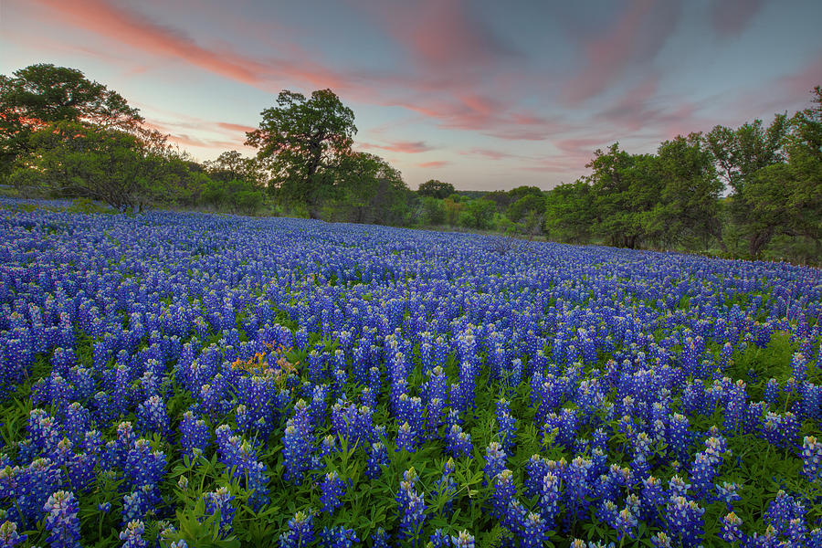 Texas Bluebonnet Spring 5 Photograph by Rob Greebon - Fine Art America