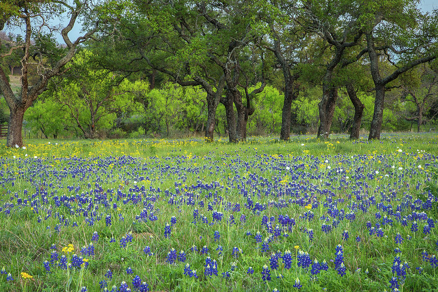 Texas Bluebonnet Wildflowers Photograph by Steven Bateson