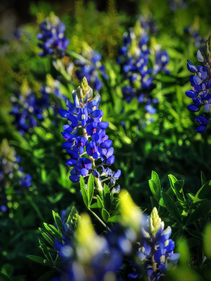 Flower Photograph - Texas Bluebonnets 001 by Lance Vaughn