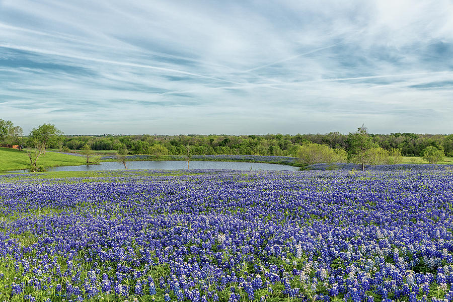 Texas Bluebonnets 13 Photograph by Victor Culpepper