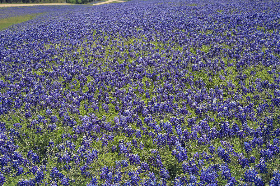 Texas Bluebonnets 2 Photograph by Donna Kennedy