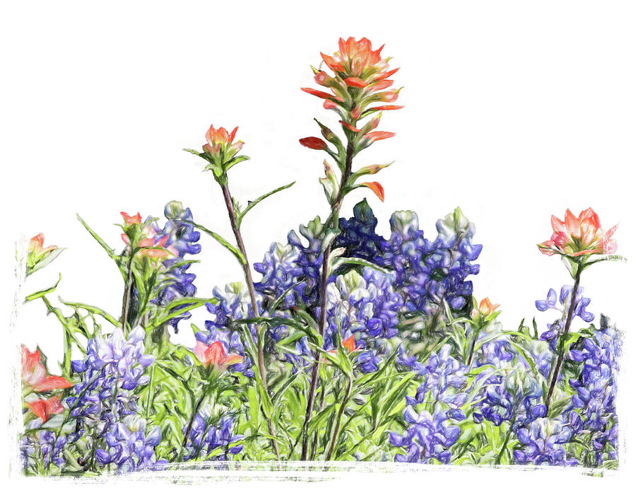 Texas Bluebonnets and Red Indian Paintbrushes Photograph by David and Carol Kelly