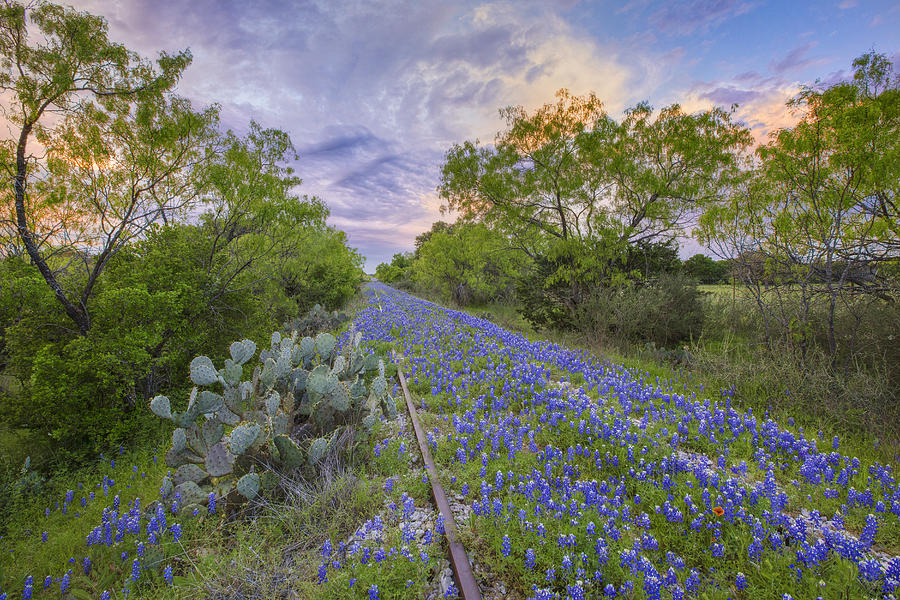 Texas Bluebonnets and Old Train Tracks 3 Photograph by Rob Greebon