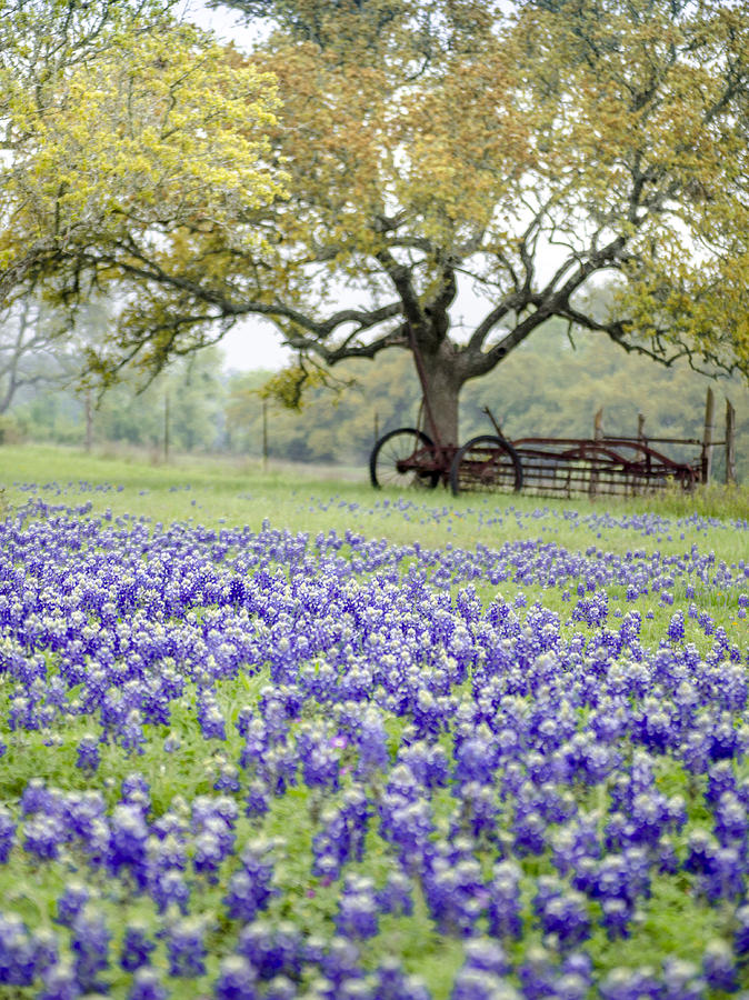 Texas Bluebonnets and Rust Photograph by Debbie Karnes
