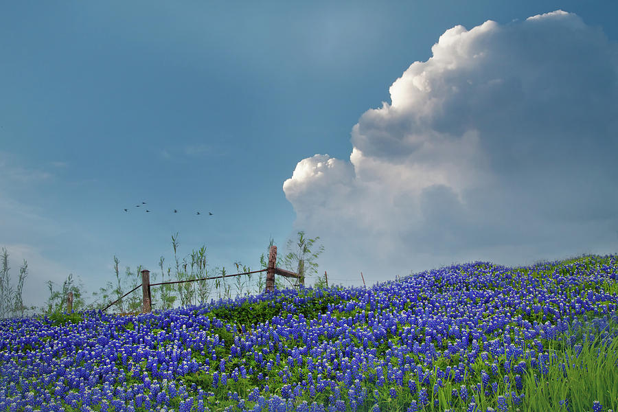 Texas Bluebonnets and Spring Showers Photograph by David and Carol Kelly