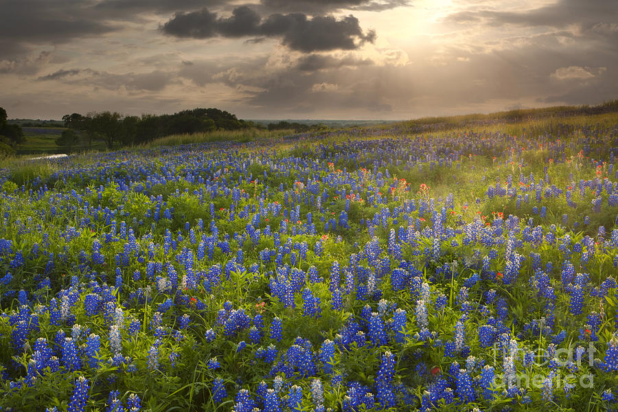 Texas bluebonnets at Sunrise Photograph by Keith Kapple