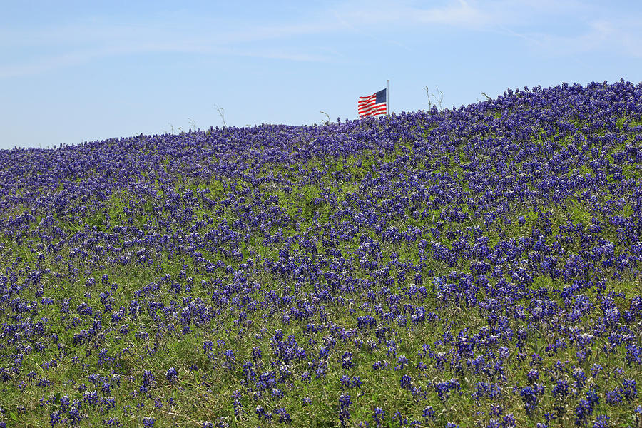 Texas Bluebonnets Photograph by Donna Kennedy