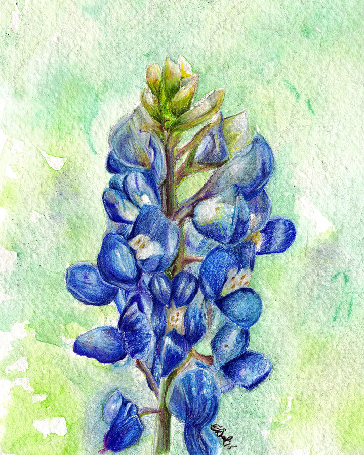 Bluebonnet Painting - Texas Bluebonnets by Ela Steel.