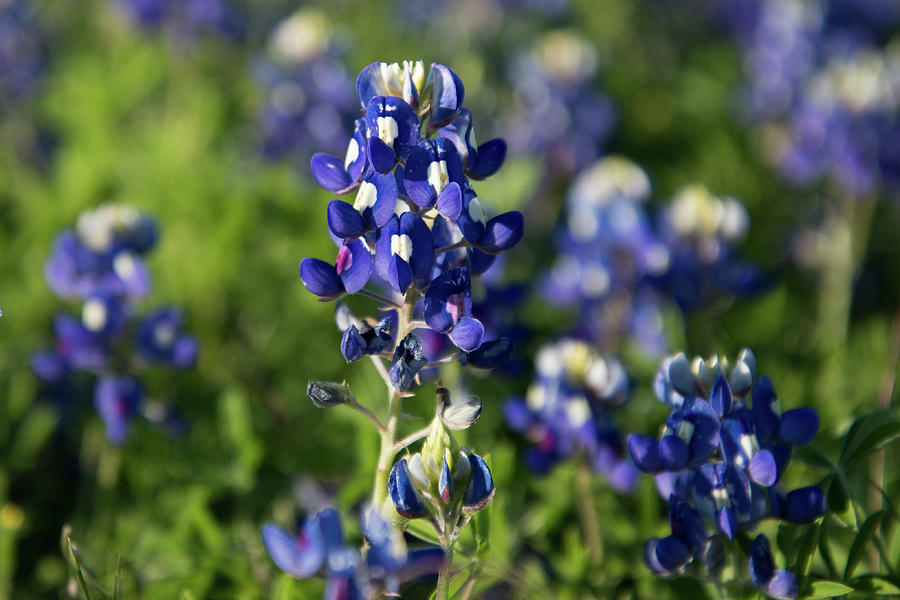 Texas Bluebonnets Photograph by Frank Madia