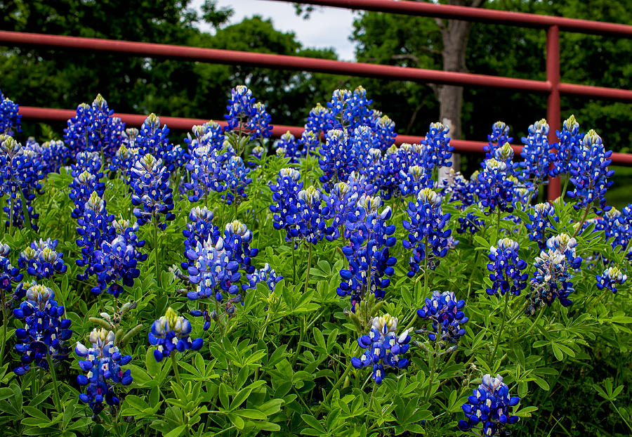 Texas Bluebonnets in Ennis Photograph by Robert Bellomy