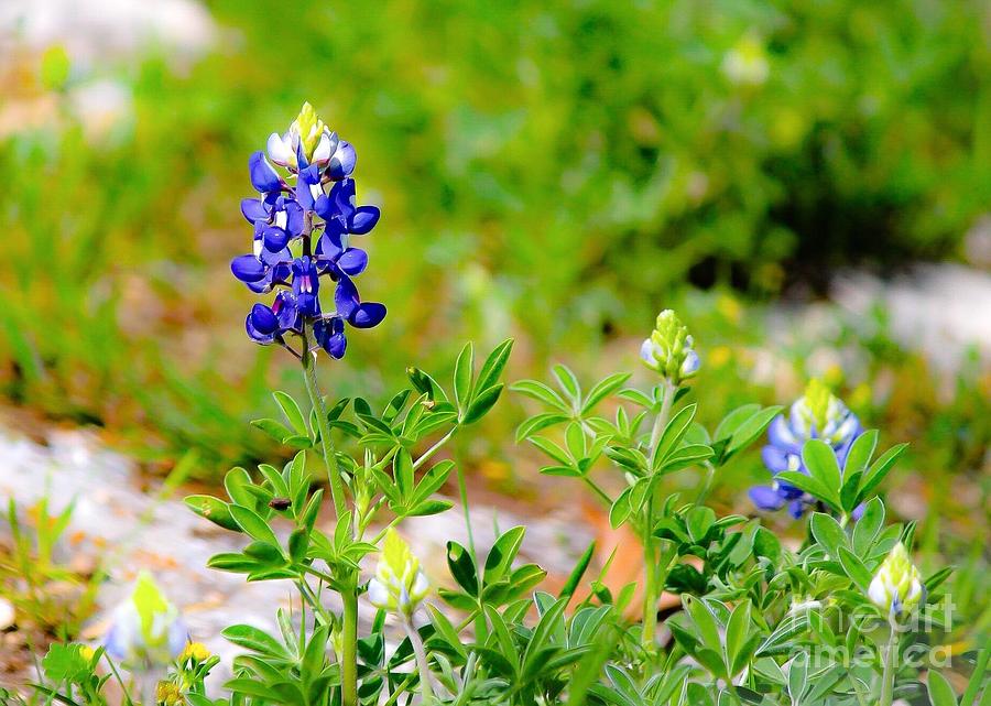 Texas Bluebonnets in the Spring Photograph by Jeanie Mann