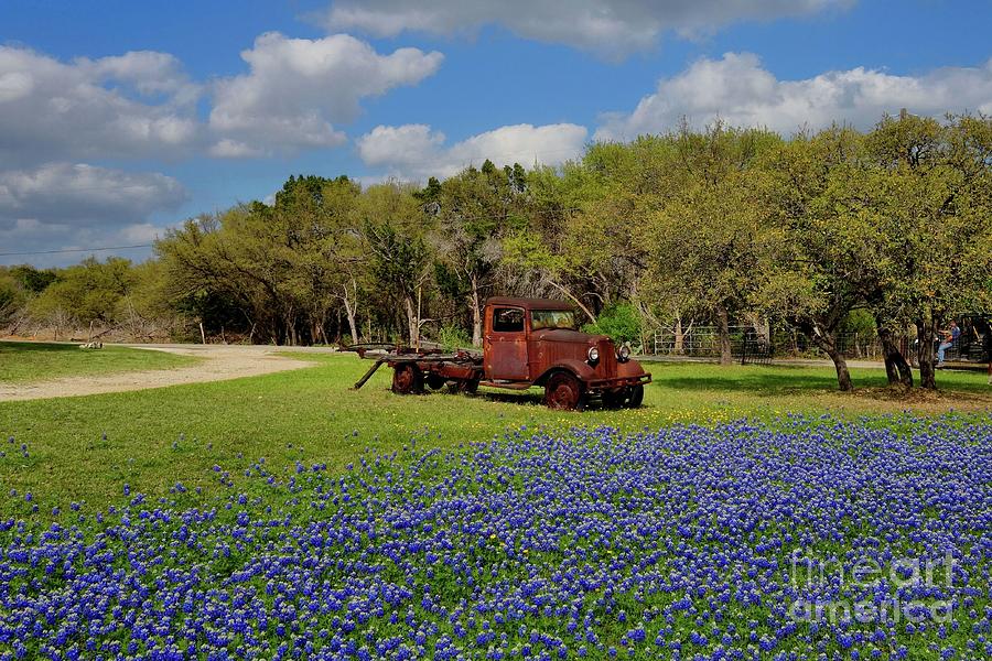 Texas Bluebonnets Photograph by Janette Boyd
