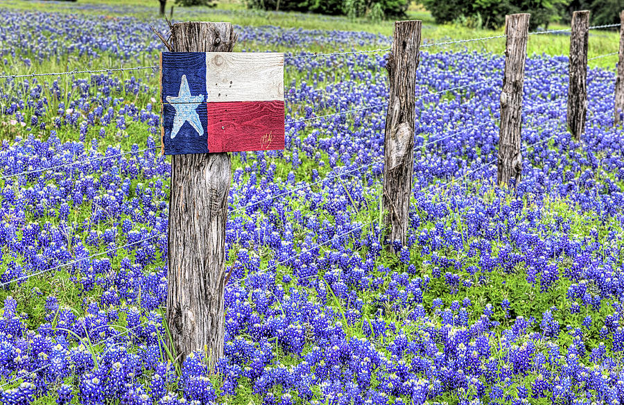 Texas Bluebonnets Photograph by JC Findley