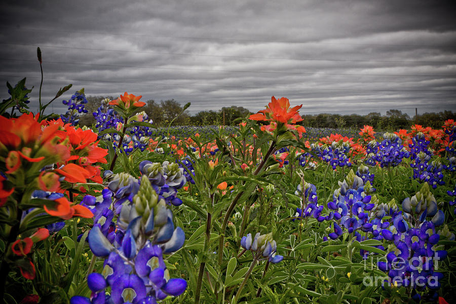 Landscape Photograph - Texas Bluebonnets by Jill Smith