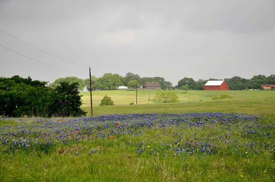 Texas Bluebonnets Photograph by Keith Gondron
