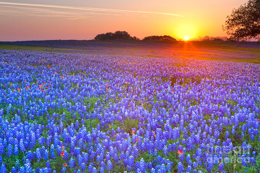Texas bluebonnets Photograph by Keith Kapple