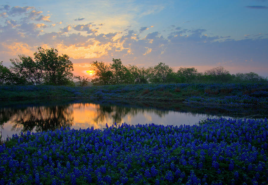 Texas Bluebonnets Photograph by Mark Alder