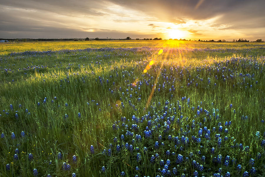 Texas Bluebonnets No. 1 Photograph by Kevin Bain | Fine Art America