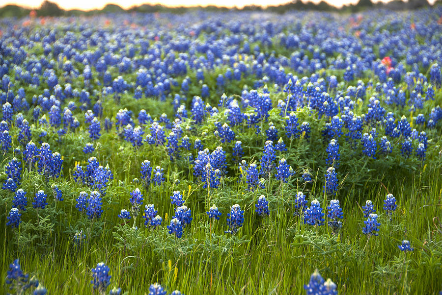 Texas Bluebonnets No. 19 Photograph by Kevin Bain