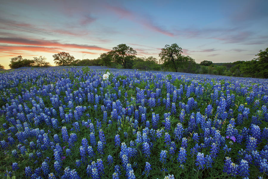 Texas Bluebonnets on a Spring Evening 2 Photograph by Rob Greebon