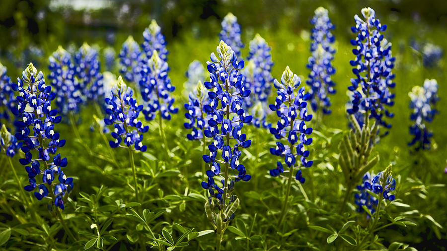 Flower Photograph - Texas Bluebonnets by Stephen Stookey