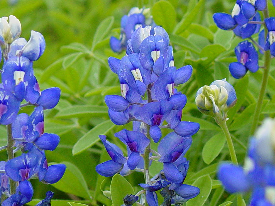 Texas Bluebonnets Photograph by Terry Burgess