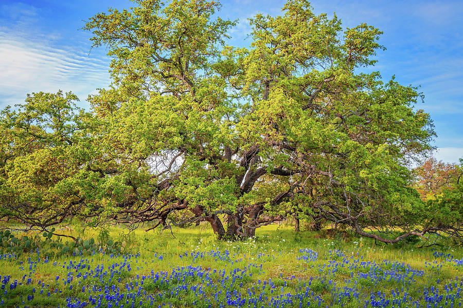 Texas Bluebonnets Under A Giant Oak Tree Photograph by Lynn Bauer