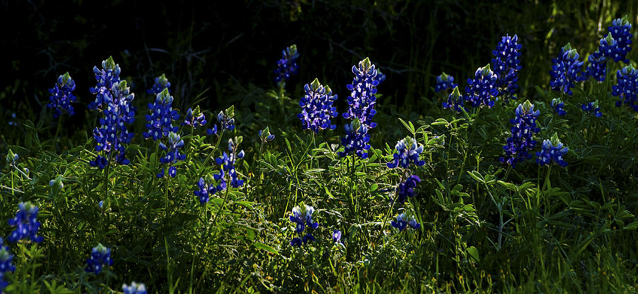 Texas Bluebonnets V Photograph
