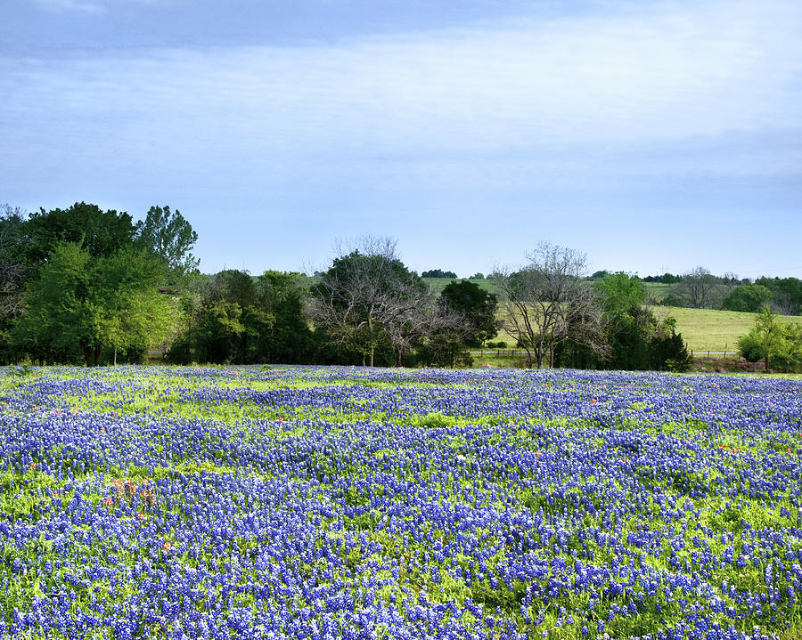 Texas Blues Photograph by Gerard Harrison