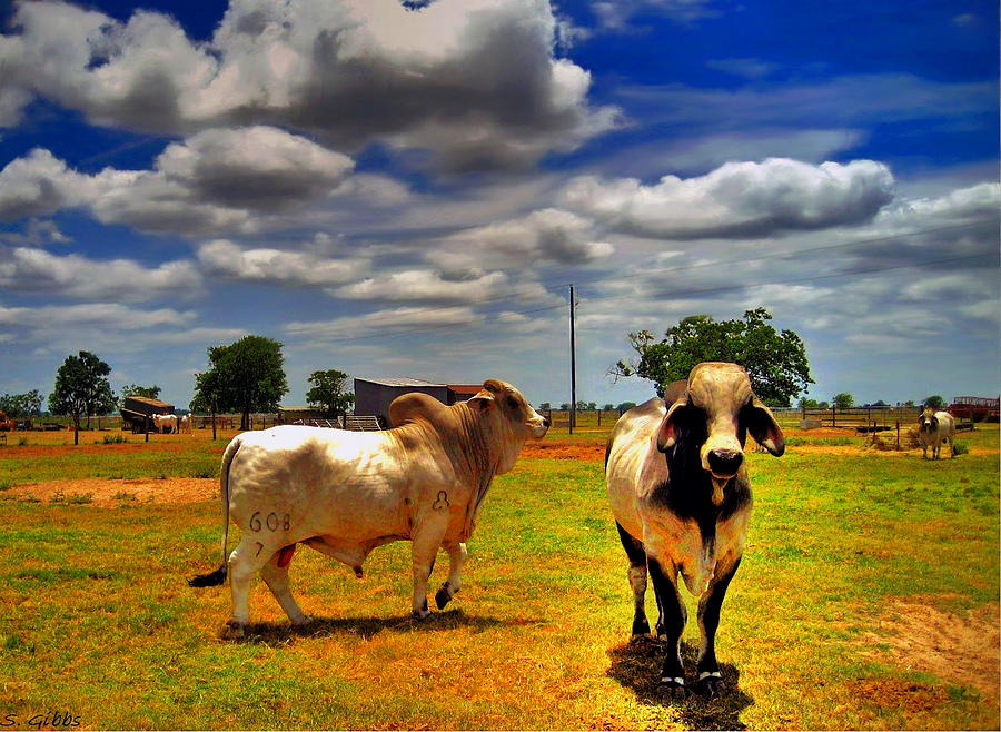 Texas Brahman Bulls Photograph by Savannah Gibbs