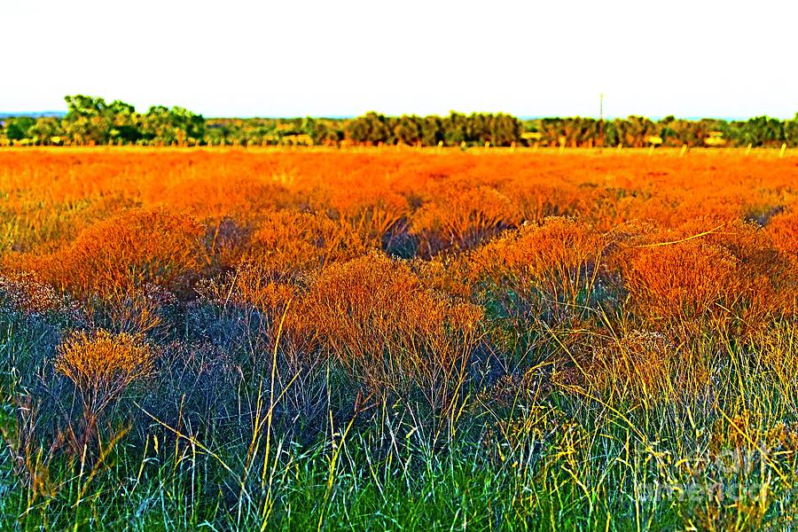 Texas Broomweed Color Pop - 1 Photograph by Jeanie Mann