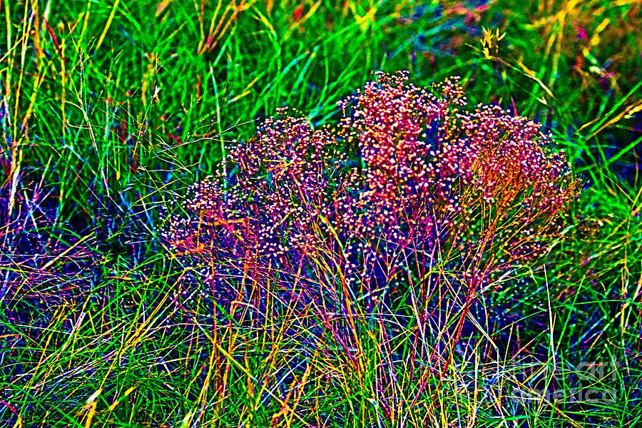 Texas Broomweed Color Pop - 3 Photograph by Jeanie Mann - Pixels