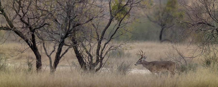 Texas Buck Photograph by Ryan Heffron