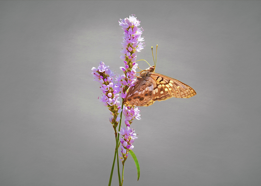 Texas Buckeye Butterfly Photograph by Steven Michael