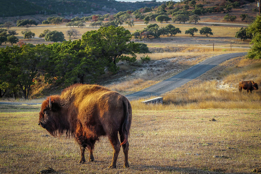 Texas buffalo Photograph by Eben Gourley | Fine Art America